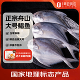 趣尝鲜舟山大号海捕银鲳鱼 净重800g (400g*2包 3条/包) 生鲜 鱼类 海鲜
