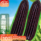 寿禾 超甜水果玉米种子大全紫糯黑甜糯可生食粘甜种孑冬春季寿光蔬菜 【黑甜糯】昕糯9102玉米种子50g