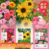 寿禾 花卉种子苗四季开花室内盆栽种植花草种籽 阳光三姐妹花种子套装