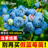 临雅蓝莓树果树苗盆栽阳台室内外地栽南北方种植50cm绿宝石源头直发