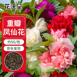 花沃里重瓣凤仙花种子5g 花卉种子盆栽驱蛇花土办公庭院蛇灭门草籽