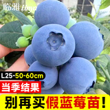 临雅蓝莓树果树苗盆栽阳台室内外地栽南北方种植50cmL25源头直发