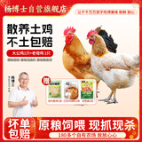 杨博士皖南散养土鸡2只  净重4.2斤 整鸡(大公鸡+老母鸡)含鸡胗源头直发