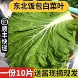 良知农哥【顺丰】东北新鲜白菜叶饭包大白菜叶子打包 新鲜蔬菜 10片菜叶+酱