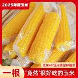 王老宝25年新玉米 东北糯玉米 精选大棒 真空玉米棒 低脂新鲜甜糯粘玉米 博斯糯九10支(进口HGG袋子) 2.2kg