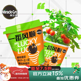 美乐棵潮玩种植杯樱桃番茄向日葵水果黄瓜儿童种植杯植物营养土 一番风顺-樱桃番茄