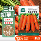 北蔬胡萝卜种子苗三红冬春季家庭蔬菜种籽 黑田五寸参种子10g约5000粒