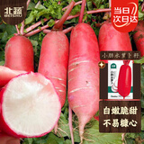 北蔬 红萝卜种子苗冬春季白心满身红水萝卜蔬菜籽 小胖水萝卜种子10g