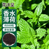 花沃里香水薄荷种子500粒/包花卉种子四季花种家庭盆栽土阳台庭院种