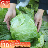 寿禾 生菜种子四季播紫色春季蔬菜莱种紫叶家庭种寿光菜籽叶菜种籽 （结球）寿禾生菜球种子10g