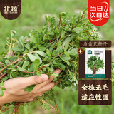 北蔬 马齿苋种子种苗食用野菜野生长寿菜盆栽蔬菜种籽 马齿苋种子5g
