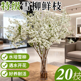 蓝桂圆雪柳鲜枝 干枝水培开花 内客厅插花好养易活70-80CM20枝源头直发