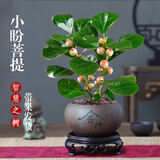 花行榜菩提树盆栽小盼菩提盆景带果中式禅意桌面摆件室内绿植物源头直发