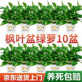 双盟绿萝盆栽除甲醛花卉绿植办公室120款枫叶自吸水盆10盆装源头直发