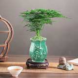 开时果 文竹盆栽中式植物禅意微盆景 办公室客厅桌面花卉创意迷你小绿植 素绿荷瓷盆+苔藓+底座