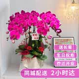 元族【2小时达】大花蝴蝶兰盆栽兰花同城配送鲜花送长辈生日乔迁礼物 【鸿运当头】6株紫色蝴蝶兰盆栽（花盆随机）