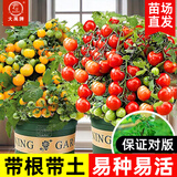 大禹矮生番茄苗盆栽小西红柿苗带土秧苗种子圣女果树苗寿光水果蔬菜苗 盆栽红/黄矮生小番茄各1盆带盆土