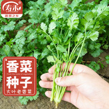 寿禾 农家小叶香菜籽种子老品种四季芫荽蔬莱种籽阳台盆栽秋冬季菜籽 （大叶）老香菜种子30g