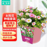 漫生活太阳花盆栽太阳花种子儿童种植盆栽幼儿园植物盆栽带盆