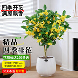 蓝桂圆桂花树苗四季桂盆栽 室内外阳台庭大肚坚纹陶瓷盆源头直发