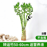 花翁富贵竹水培绿植招财转运室内客厅水养花卉盆栽植物文昌竹源头直发