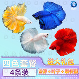 百纶木千泰国斗鱼观赏鱼小型鱼热带鱼室内小鱼缸可养迷你淡水鱼活鱼好养活 2.5-3cm 大尾*四色公鱼超值组合