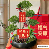 Only you【2小时达】五层塔松盆栽绿植盆景室内植物开业生日乔迁重阳节 松鹤延年【精致造景五层塔松盆景】祝寿送礼推荐
