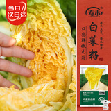 寿禾 鸡蛋黄大白菜种子苗春季黄心蔬菜种籽 鸡蛋黄白菜种子12g*2袋