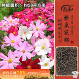 寿禾 格桑花种子精品波斯菊矮杆四季花卉籽 矮韵格桑花种子(矮秆)半斤