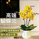 双盟中秋节送礼黄色四株蝴蝶兰带花苞易养兰花卉绿植盆栽瓷盆源头直发