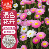 寿禾 永生菊花种子苗四季种植景观盆栽花草籽 混色永生菊种子约2000粒