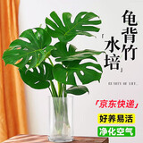 植男植女水培龟背竹盆栽客厅室内办公室桌面植物2株吸甲醛源头直发