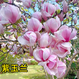 乐途玉兰花树苗红白黄紫四季种植易活 紫玉兰【3公分粗】源头直发
