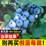 临雅蓝莓树果树苗盆栽阳台室内外地栽南北方种植40cm莱克西源头直发