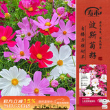 寿禾格桑花种子苗波斯菊花籽批发混色大花波斯菊种子300g(100gx3包)