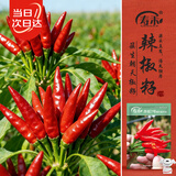 寿禾 朝天椒种子种苗簇生指天椒菜籽 潍丰赤焰7号簇生朝天椒种子110粒