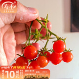 寿禾 圣女果种子小西红柿小番茄大全温室大棚冬春四季种菜蔬菜寿光菜 红冰淇淋迷你番茄种子5粒
