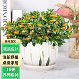 意轩金鱼花吊兰杜鹃花盆栽花卉室内绿植办公室盆栽盆景绿色植物吊兰 金鱼吊兰【金鱼草陶瓷盆】