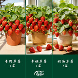 寿禾草莓苗带土发货大苗寿光大型苗场四季带盆栽好春夏季批发奶油秧苗 【组合3盆】香野章姬奶油各1盆
