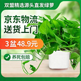 双盟绿萝盆栽除甲醛花卉绿植办公室新房净化空气180方形3盆源头直发