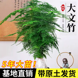 开时果 大文竹盆栽老桩精品植物 四季好养大棵文竹室内阳台大型绿植盆景 3年小文竹+原生土培盆/约15-25cm