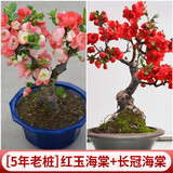 花翁海棠花盆栽树苗重瓣长寿冠盆景老桩庭院阳台绿植室内花卉源头直发