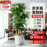 叹为观止大型植物发财树各种大颗盆栽开业乔迁客厅办公室内好养大型花卉 三杆发财树【1.6-1.8米】 含盆