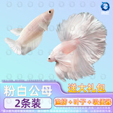 百纶木千泰国斗鱼观赏鱼小型鱼热带鱼室内小鱼缸可养迷你淡水鱼活鱼好养活 大尾*粉白繁殖组一对【公2.5-3cm，母约2.5cm】