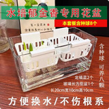 耘淘郁金香种球水培5度球花卉绿植种子土培植物水养盆栽室内室外耐寒1 长玻璃盆带双吊篮8球套餐【品种可备注】送4包营养液