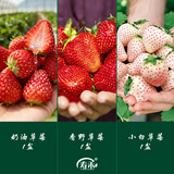 寿禾草莓苗带土发货大苗寿光大型苗场四季带盆栽好春夏季批发奶油秧苗 【组合3盆】奶油香野小白各1盆