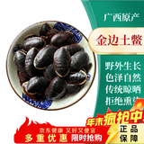 康裕尊  金边土鳖金边土元中华土鳖虫地土虫 【250克/金边土鳖】