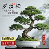 叹为观止大型绿植各种大型盆栽发财树金钱树榕树流泉枫办公室内盆景好养活 罗汉松60-80cm【陶瓷盆】