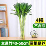 沭之美文昌竹水培富贵竹植物客厅龙竹办公室绿植桌面节节高竹子源头直发