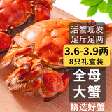 【活蟹】乾澄大闸蟹现货 精选全母蟹3.6-3.9两 8只 特大鲜活螃蟹河蟹海鲜礼盒源头直发